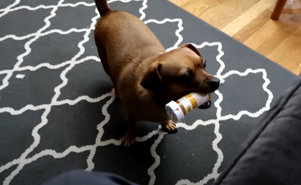 Image of a dog holding a medication bottle